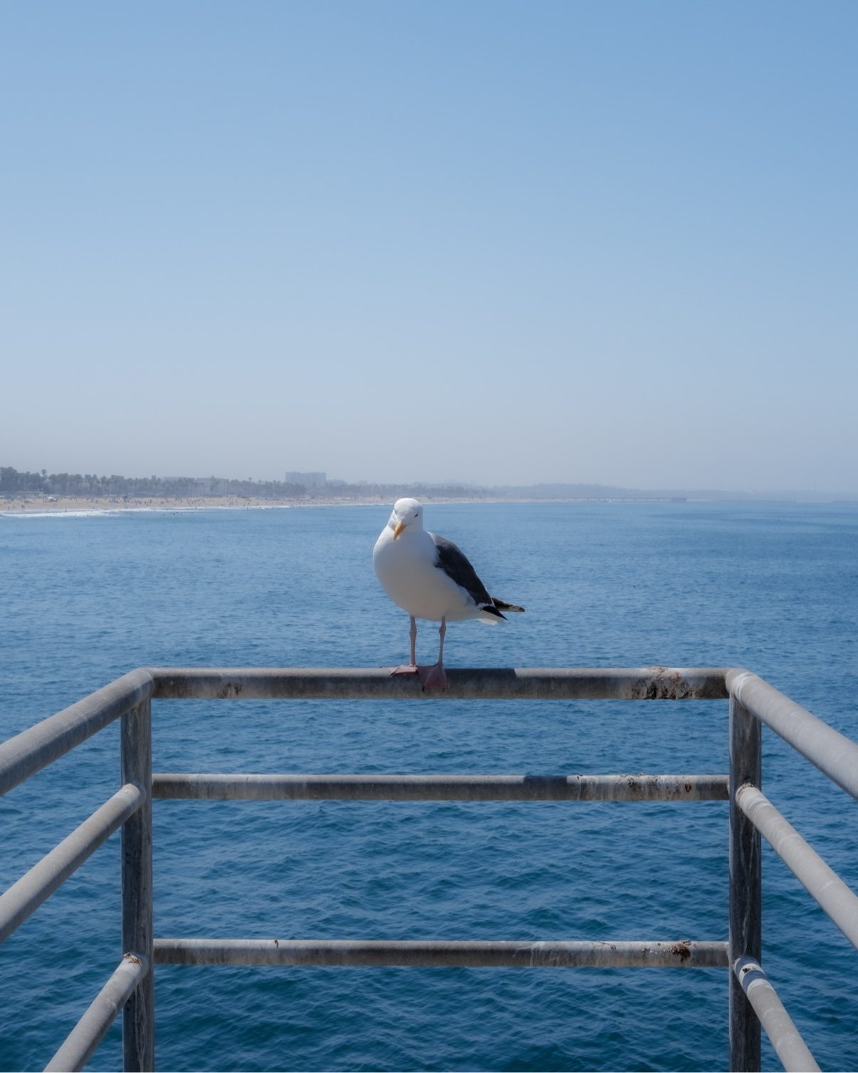 Seagull